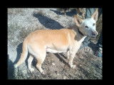Adoption disponible : chien Podenco de 8 ans au pelage crème