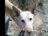 Adoption disponible : chien Podenco de 8 ans au pelage crème