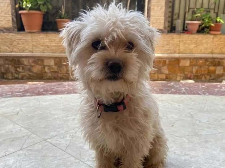 À la recherche d’une famille : chienne Bichon Frisée au pelage blanc