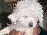 Disponible à l’adoption : chienne Bichon Havanais d’un an blanche