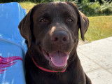 Mâle Labrador LOF chocolat disponible pour saillie
