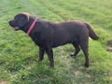 Mâle Labrador LOF chocolat disponible pour saillie