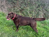Mâle Labrador LOF chocolat disponible pour saillie