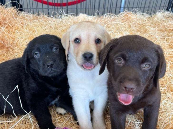 Des chiots Labrador à vendre, nés le 22 décembre 2025, parents LOF