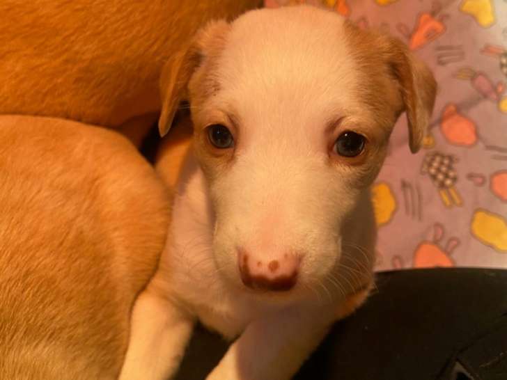Adorables chiots Podencos à adopter en association