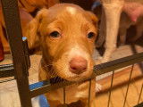 Adorables chiots Podencos à adopter en association