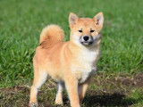 Magnifiques chiots Shiba Inu roux LOF à vendre, mâles, nés le 2 d'octobre 2025