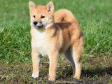 Magnifiques chiots Shiba Inu roux LOF à vendre, mâles, nés le 2 d'octobre 2025