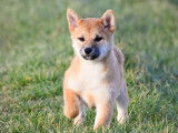 Magnifiques chiots Shiba Inu roux LOF à vendre, mâles, nés le 2 d'octobre 2025
