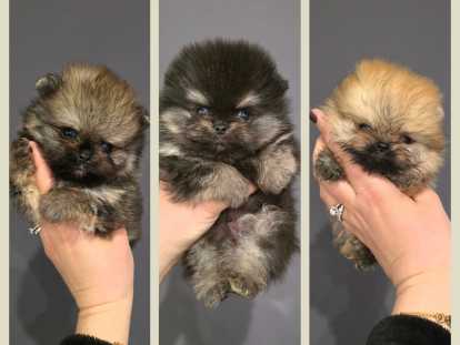 Chiots Spitz Nains de lignée Poméranienne à vendre