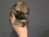 Chiots Spitz Nains de lignée Poméranienne à vendre