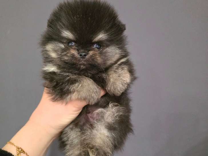 Chiots Spitz Nains de lignée Poméranienne à vendre