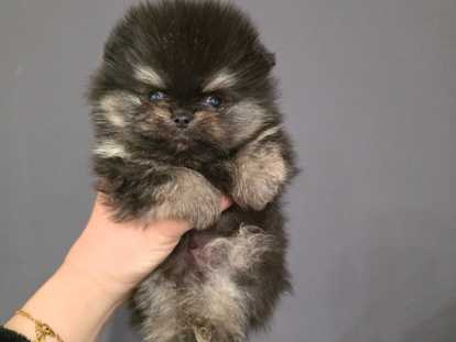 Chiots Spitz Nains de lignée Poméranienne à vendre
