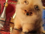 Chiots Spitz Nains de lignée Poméranienne à vendre