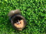 Chiots Spitz Nains de lignée Poméranienne à vendre