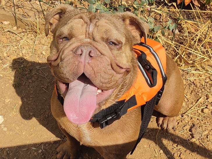Chienne adulte Bouledogue Anglais à donner