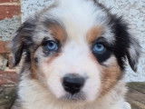 Chiots Berger Australien à vendre, nés le 3 janvier 2026, merles aux yeux bleus