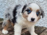 Chiots Berger Australien à vendre, nés le 3 janvier 2026, merles aux yeux bleus