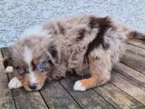 Chiots Berger Australien à vendre, nés le 3 janvier 2026, merles aux yeux bleus
