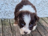 Chiots Berger Australien à vendre, nés le 3 janvier 2026, merles aux yeux bleus