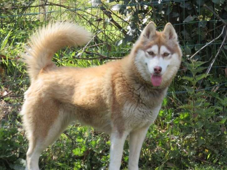 Femelle Husky de Sibérie LOF à vendre, née le 23 juin 2022