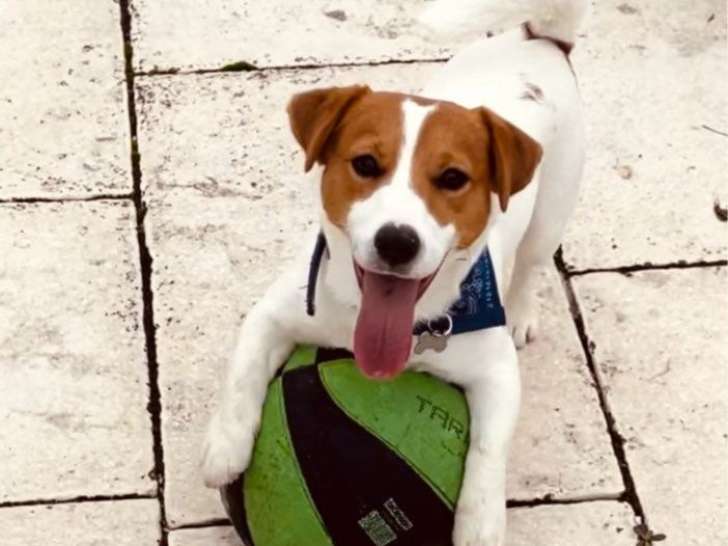 Jack Russell mâle de 3 ans à vendre