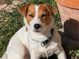 Jack Russell mâle de 3 ans à vendre