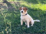 Jack Russell mâle de 3 ans à vendre