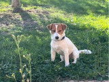 Jack Russell mâle de 3 ans à vendre
