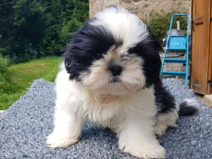 Bébés Shih Tzu LOF à vendre, 1 mâle et 3 femelles nés le 25 décembre 2025