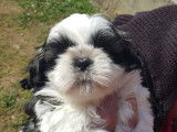 Bébés Shih Tzu LOF à vendre, 1 mâle et 3 femelles nés le 25 décembre 2025