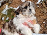 Bébés Shih Tzu LOF à vendre, 1 mâle et 3 femelles nés le 25 décembre 2025