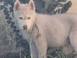 Femelle Husky de Sibérie à vendre, née le 7 décembre 2025