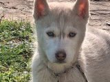 Femelle Husky de Sibérie à vendre, née le 7 décembre 2025