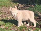 Femelle Husky de Sibérie à vendre, née le 7 décembre 2025