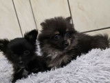 2 femelles Spitz Nains à vendre, nées le 20 décembre 2025