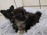 2 femelles Spitz Nains à vendre, nées le 20 décembre 2025