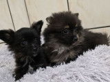2 femelles Spitz Nains à vendre, nées le 20 décembre 2025