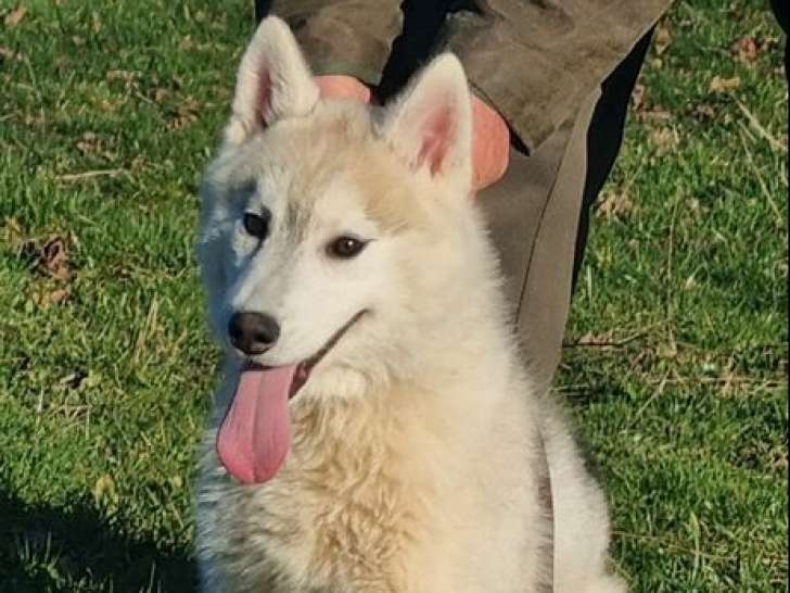 Jeune Husky Sibérien mâle LOF à vendre, gris, né le 22 septembre 2025