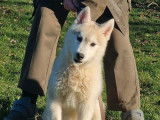 Jeune Husky Sibérien mâle LOF à vendre, gris, né le 22 septembre 2025