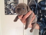 6 chiots Bouledogue Français à réserver, nés le 31 janvier 2025 (non LOF)