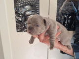 6 chiots Bouledogue Français à réserver, nés le 31 janvier 2025 (non LOF)
