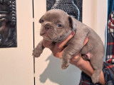 6 chiots Bouledogue Français à réserver, nés le 31 janvier 2025 (non LOF)