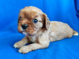 À réserver, femelle Cavalier King Charles non LOF, rubis, née le 28 janvier 2026