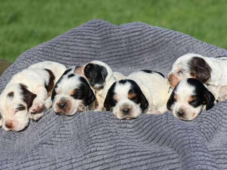 4 mâles et 2 femelles Cocker Anglais LOF à réserver, nés en février 2026