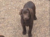 Chiot Labrador mâle chocolat à vendre, né le 4 octobre 2025