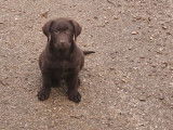 Chiot Labrador mâle chocolat à vendre, né le 4 octobre 2025