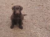 Chiot Labrador mâle chocolat à vendre, né le 4 octobre 2025