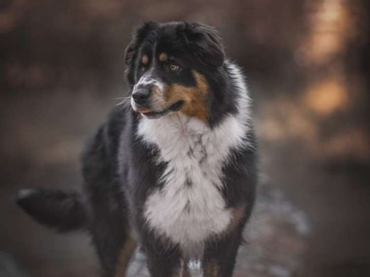 Femelle Berger Australien adulte à placer, noire tricolore, née le 18 mars 2019