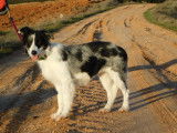 Carlota, femelle Border Collie à adopter